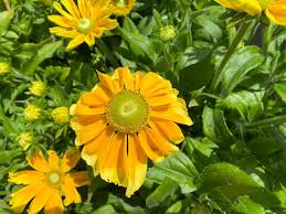 Image result for Rudbeckia Paradisio