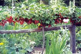 Attēlu rezultāti vaicājumam “Ribes uva-crispa fruit”