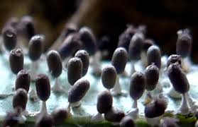 Attēlu rezultāti vaicājumam “Diachea leucopodia”