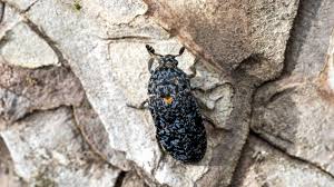 Attēlu rezultāti vaicājumam “Dermestes murinus”