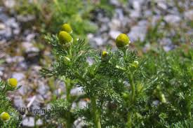 Attēlu rezultāti vaicājumam “Matricaria discoidea flower”