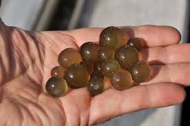 Attēlu rezultāti vaicājumam “Nostoc pruniforme cells”