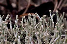 Attēlu rezultāti vaicājumam “Cladonia ochrochlora”