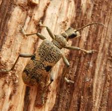 Attēlu rezultāti vaicājumam “Rhagium mordax”