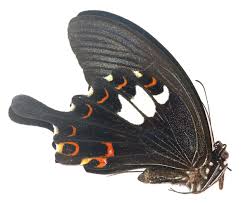 Attēlu rezultāti vaicājumam “Papilionidae”