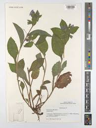 Image result for Pulmonaria officinalis