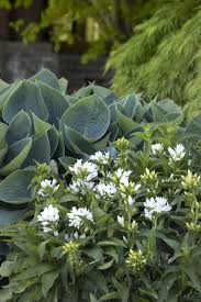 Attēlu rezultāti vaicājumam “Campanula glomerata flower”