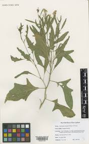 Attēlu rezultāti vaicājumam “Sisymbrium volgense flower”