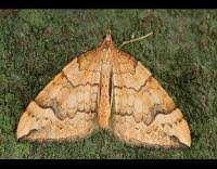 Attēlu rezultāti vaicājumam “Eulithis populata”