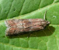 Attēlu rezultāti vaicājumam “Phycita roborella”