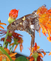 Attēlu rezultāti vaicājumam “Hoplia parvula imago”