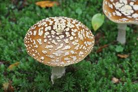 Attēlu rezultāti vaicājumam “Amanita regalis”