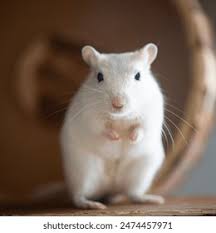 Image result for Gerbil