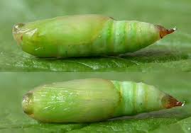 Attēlu rezultāti vaicājumam “Dysstroma truncata”