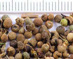 Attēlu rezultāti vaicājumam “Galium aparine fruit”