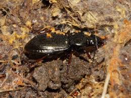 Attēlu rezultāti vaicājumam “Pterostichus oblongopunctatus”