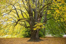 Attēlu rezultāti vaicājumam “Tilia x moltkei leaf”