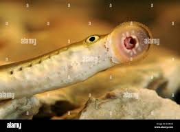 Attēlu rezultāti vaicājumam “Lampetra planeri”