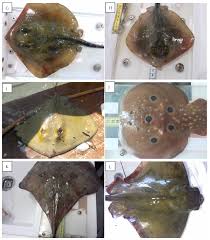 Image result for Raja polystigma