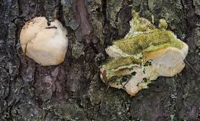 Attēlu rezultāti vaicājumam “Diplomitoporus flavescens”