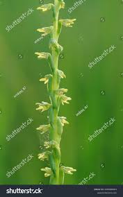 Attēlu rezultāti vaicājumam “Herminium monorchis flower”