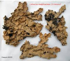 Attēlu rezultāti vaicājumam “Lobaria amplissima”