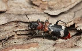 Attēlu rezultāti vaicājumam “Thanasimus formicarius”