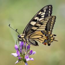 Attēlu rezultāti vaicājumam “Papilio machaon underside”