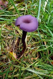 Attēlu rezultāti vaicājumam “Lycogala conicum young”