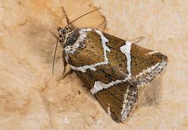 Attēlu rezultāti vaicājumam “Deltote bankiana”