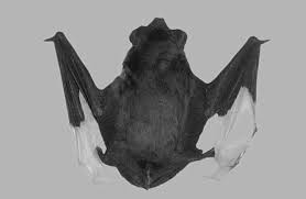 Attēlu rezultāti vaicājumam “Nyctalus noctula”