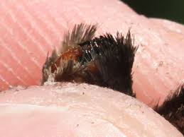 Attēlu rezultāti vaicājumam “Hipparchia alcyone underside”