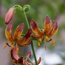 Image result for Lilium martagon `Arabian Night`