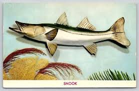 Image result for Centropomus undecimalis