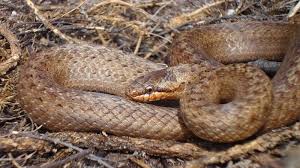 Attēlu rezultāti vaicājumam “Coronella austriaca adult”