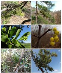 Attēlu rezultāti vaicājumam “Viscum album fruit”