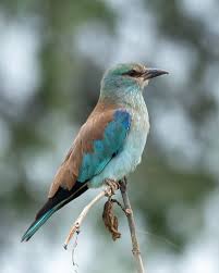 Attēlu rezultāti vaicājumam “Leucorrhinia caudalis male”