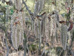 Attēlu rezultāti vaicājumam “Populus tremula”