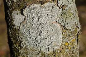 Attēlu rezultāti vaicājumam “Pertusaria albescens”