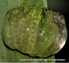 Attēlu rezultāti vaicājumam “Glyphotaelius pellucidus”