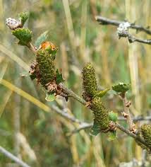 Attēlu rezultāti vaicājumam “Betula humilis female flower”