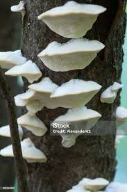 Attēlu rezultāti vaicājumam “Postia stiptica”