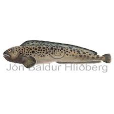 Image result for Anarhichas minor