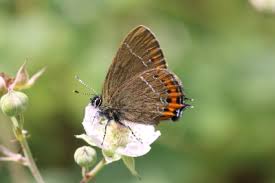 Attēlu rezultāti vaicājumam “Satyrium pruni”