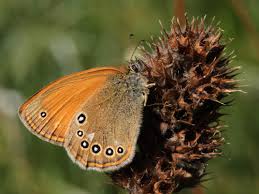 Attēlu rezultāti vaicājumam “Coenonympha glycerion underside”