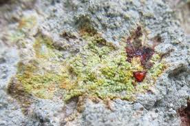 Attēlu rezultāti vaicājumam “Chaenotheca laevigata”