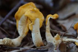 Attēlu rezultāti vaicājumam “Spathularia flavida”