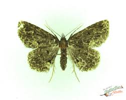 Attēlu rezultāti vaicājumam “Parascotia fuliginaria”