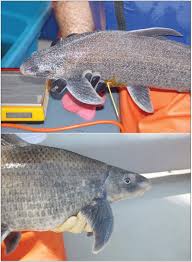 Image result for Cycleptus elongatus