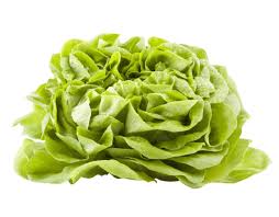 Image result for Kopfsalat